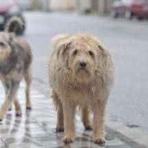 PBH poderá apreender animais de tutores condenados por maus-tratos - Leandro Couri /EM/D.A Press