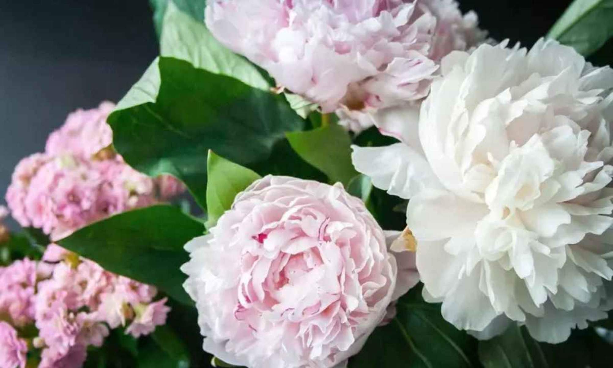 As peônias são flores exuberantes que podem ser cultivadas em vasos, oferecendo um visual luxuoso em pequenos espaços