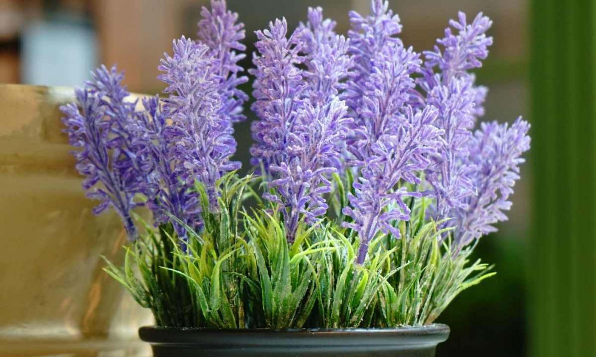 Além de ser uma planta perfumada, a lavanda é compacta e ideal para pequenos jardins ou vasos