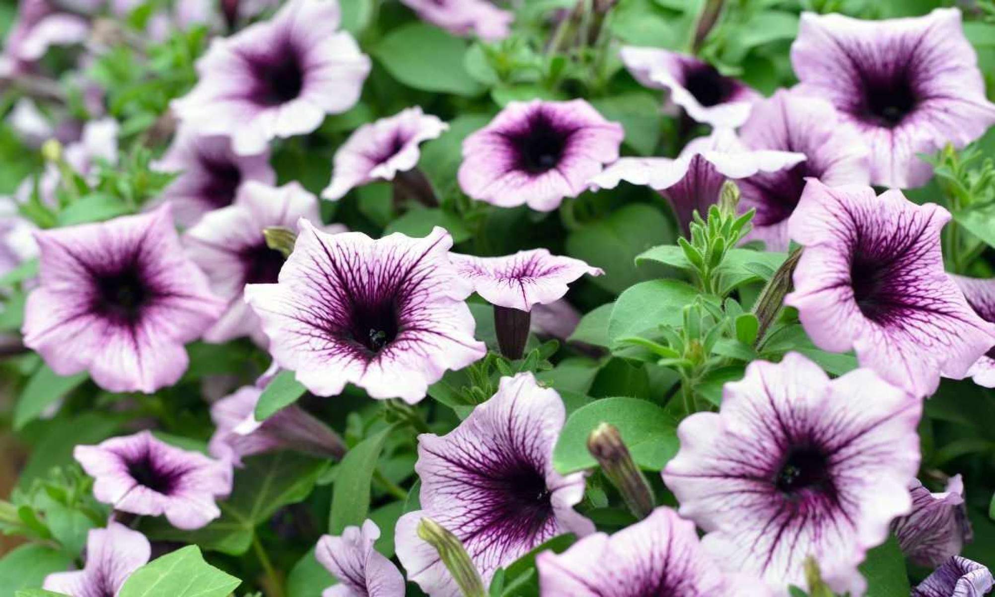 As petúnias são perfeitas para pequenos espaços, pois podem ser cultivadas em vasos, jardineiras ou cestas suspensas