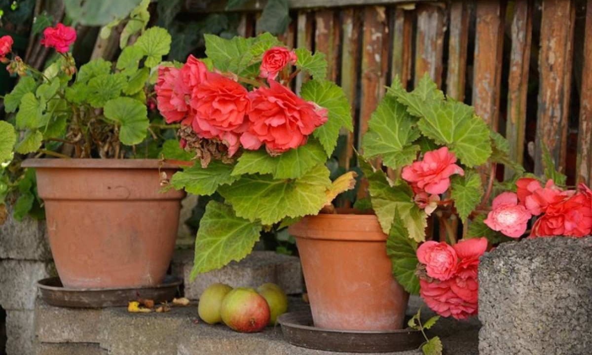  Vasos de flores -  (crédito: Pixabay)