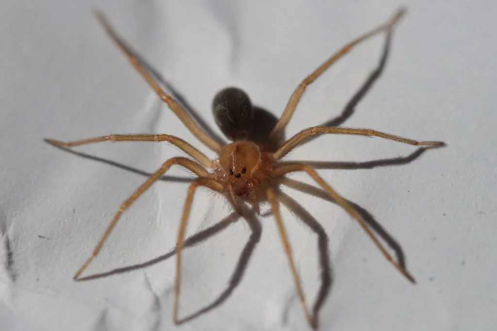 Aranha-marrom - É pequena, com 4 cm, e fica escondida em cascas de árvores e folhas secas. Sua picada provoca necrose. A pessoa tem febre, inchaço e pode sofrer problemas graves nos rins.  -  (crédito: Philipe de Liz Pereira  wikimedia commons )