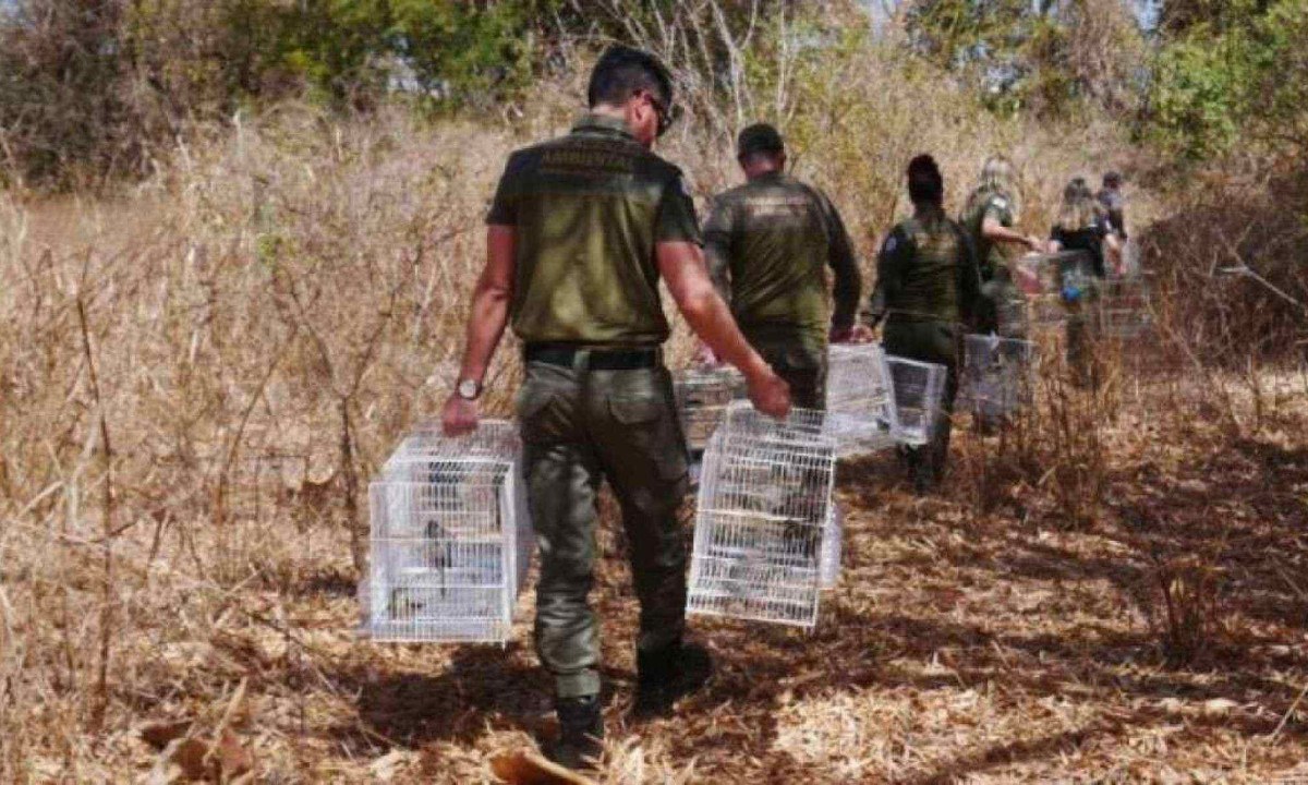 Foram fiscalizados 48 alvos selecionados pela Secretaria de Estado de Meio Ambiente e Desenvolvimento Sustentável (Semad) e a Polícia Militar (PMMG) de Meio Ambiente -  (crédito: Robson Santos/Sisema)