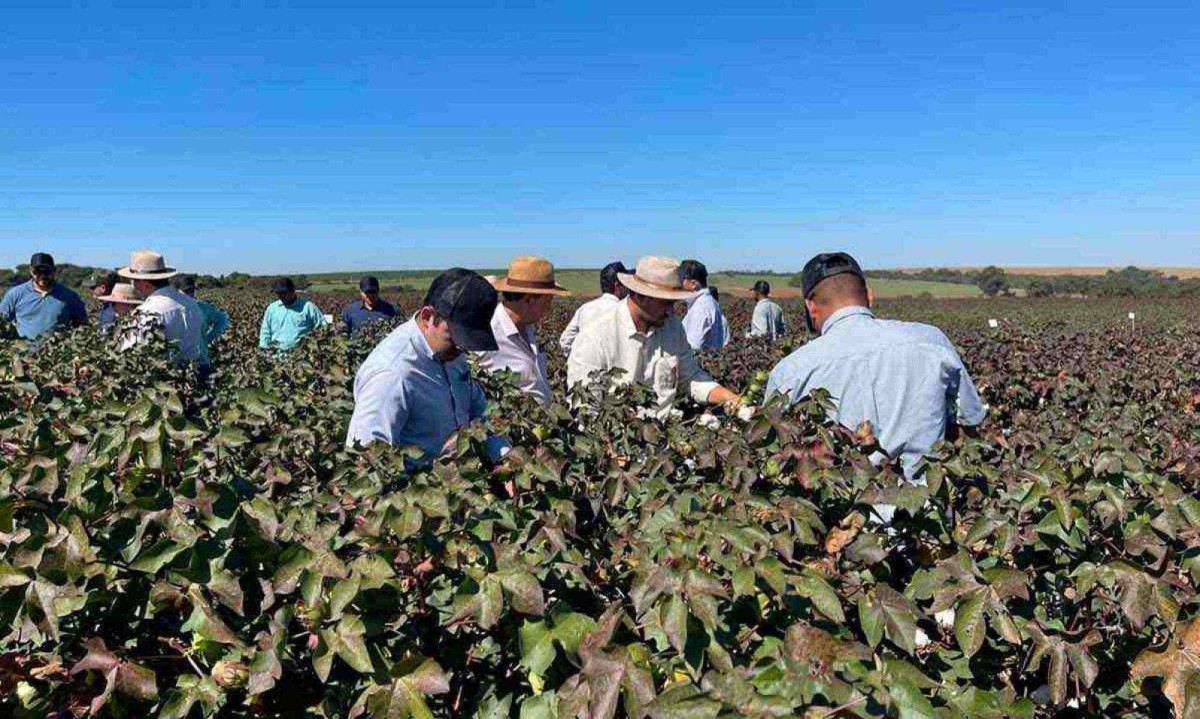 Agricultores trabalham na cotonicultura em Minas: área plantada é calculada em 34.400 hectares na safra 2023/2024 -  (crédito: Amipa/Divulgação)