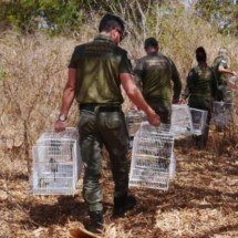 MG: operação resulta em 220 aves apreendidas e mais de R$ 1 mi em multas  - Robson Santos/Sisema