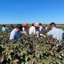 Setor algodoeiro expande plantio e produção em Minas - Amipa/Divulgação