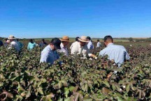 Setor algodoeiro expande plantio e produção em Minas