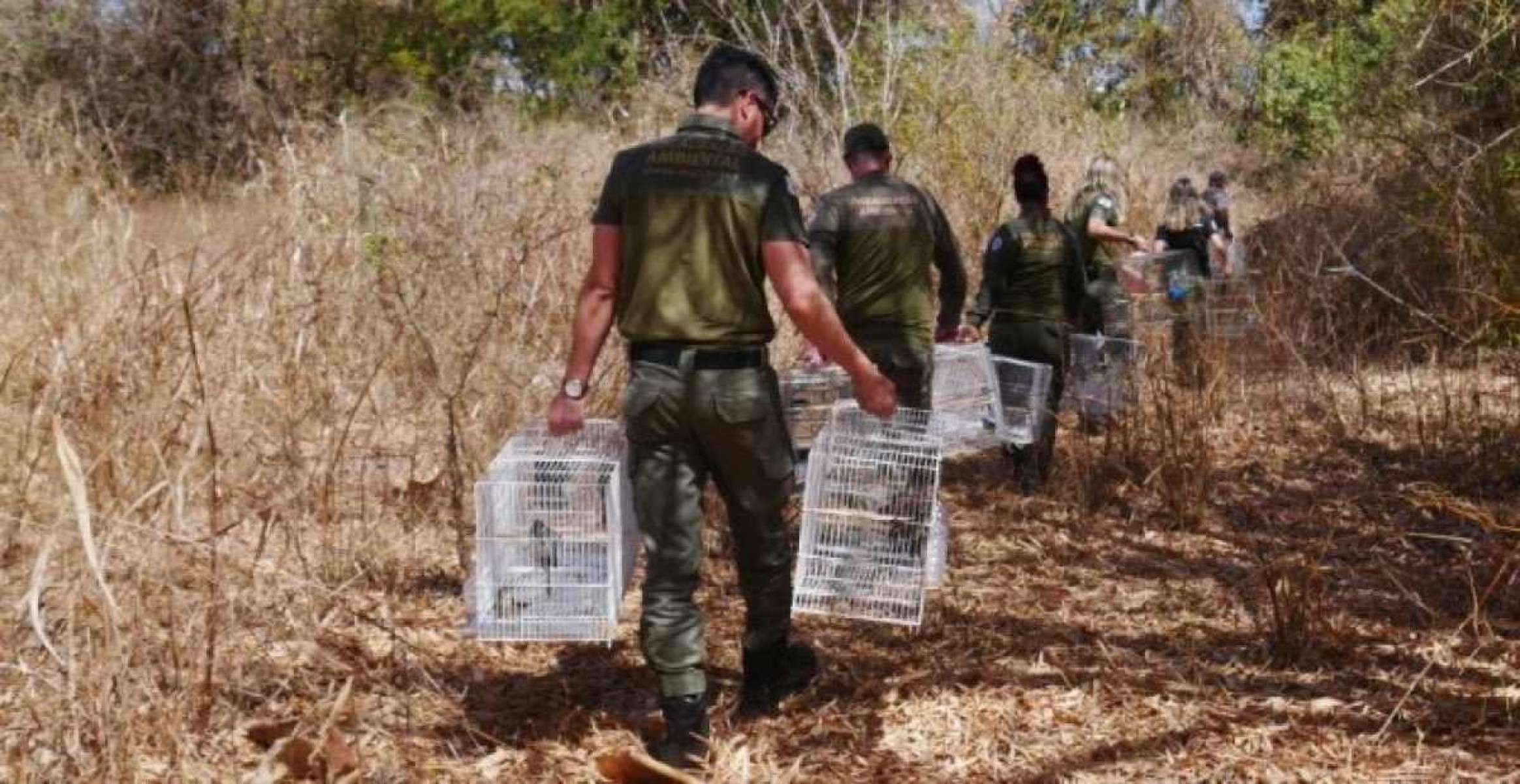 Foram fiscalizados 48 alvos selecionados pela Secretaria de Estado de Meio Ambiente e Desenvolvimento Sustentável (Semad) e a Polícia Militar (PMMG) de Meio Ambiente -  (crédito: Robson Santos/Sisema)