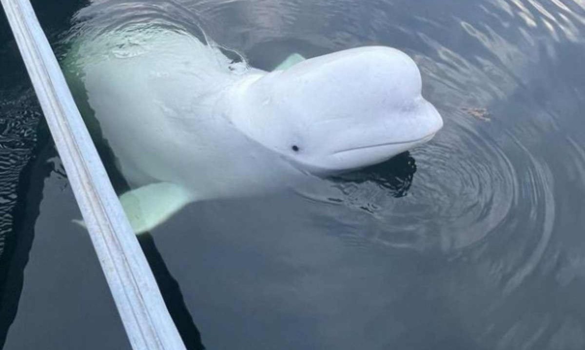 Baleia beluga Hvaldimir, considerado espião da Rússia, é encontrado morto na Noruega -  (crédito: Reprodução/Instagram @marinemind_org)