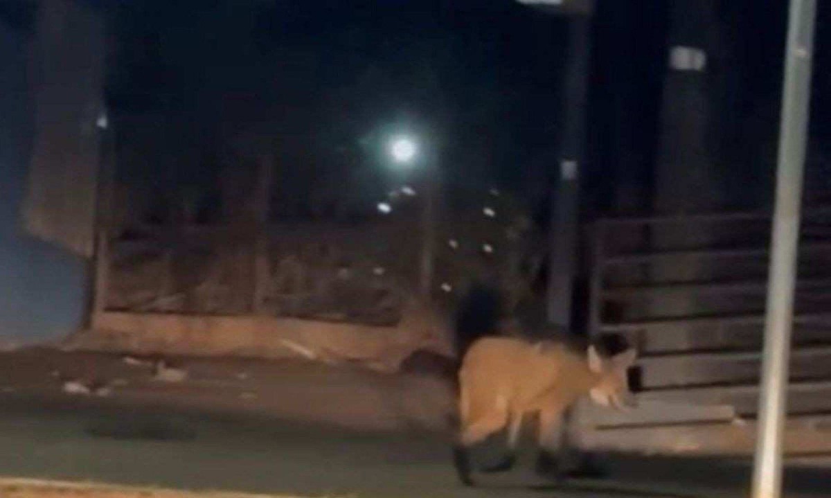 Vídeo: Lobo-guará foge de incêndio e invade centro urbano em Minas -  (crédito: Reprodução/ Redes Sociais )