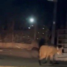 Vídeo: Lobo-guará foge de incêndio e invade centro urbano em Minas - Reprodução/ Redes Sociais 