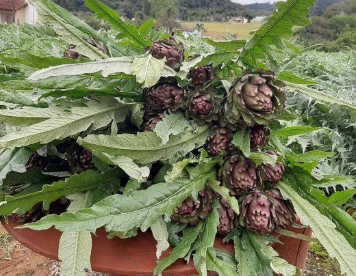 vila don patto -  (crédito: vila don patto)