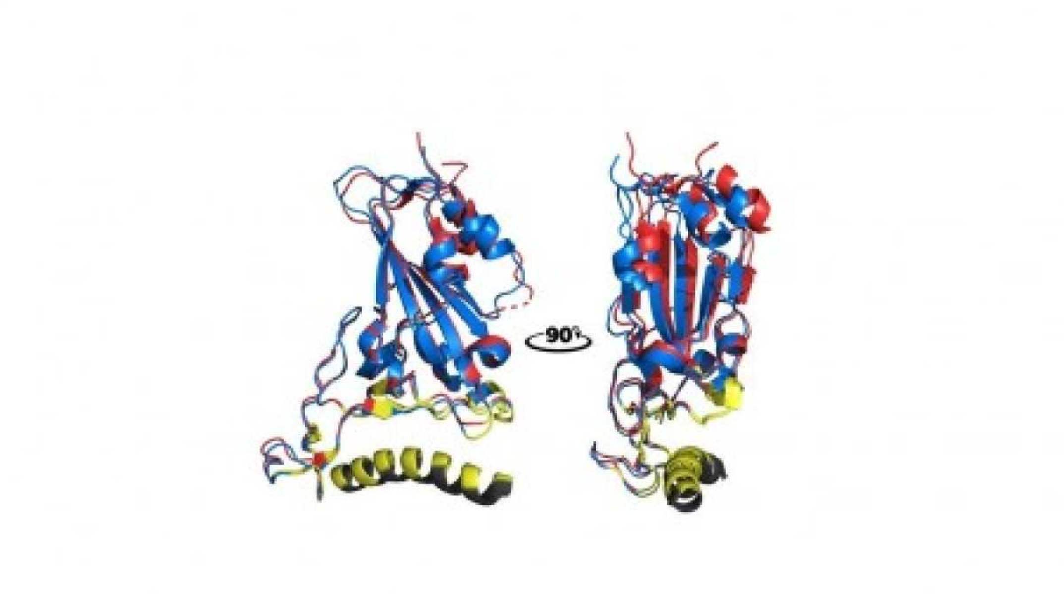 A figura mostra a interação entre o peptídeo sintético da ACE2 (em amarelo) com a proteína do SARS-CoV-2. Em azul a spike da cepa original de Wuhan e, em vermelho, da variante ômicron  -  (crédito: Jadson C. Santos)