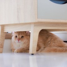 É normal que gatos busquem esconderijos, como embaixo dos móveis, até se adaptarem ao ambiente (Imagem: Bangkok Click Studio | Shutterstock) -  (crédito: EdiCase)