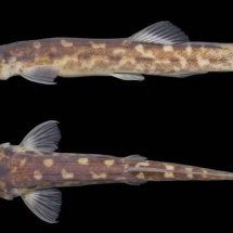 Nova espécie de bagre é encontrada na bacia do Rio São Francisco - Axel Katz