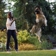 Obesidade compromete as articulações dos cães - DINO