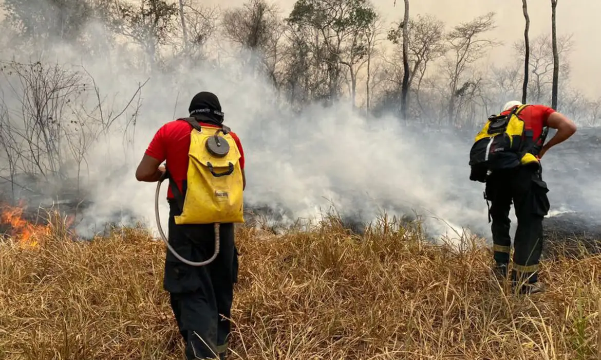 Incêndio na Floresta Nacional de Brasília é extinto -  (crédito: EBC)