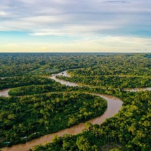 Cultivo da palma recupera áreas degradadas da Amazônia - DINO