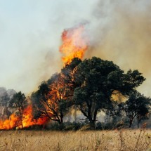 Com o aumento da temperatura aumentam as queimadas, e é necessário tomar cuidados com a saúde (Imagens: Fabrizio Maffei | Shutterstock)  -  (crédito: EdiCase)