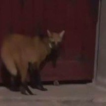 Vídeo de lobo-guará correndo em cidade mineira gera polêmica - Reprodução/ Redes Sociais 