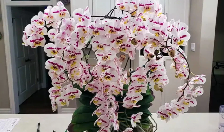 Orquídea com 159 flores entra para o Livro dos Recordes