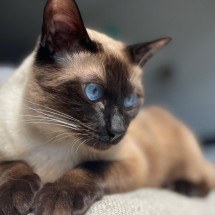 Gato balinês encanta os tutores por sua graça, elegância e personalidade carinhosa (Imagem: beka venezia | Shutterstock) -  (crédito: EdiCase)