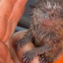 Vídeo mostra filhote de mico resgatado de queimada de parque de Uberlândia - Rede de Noticias