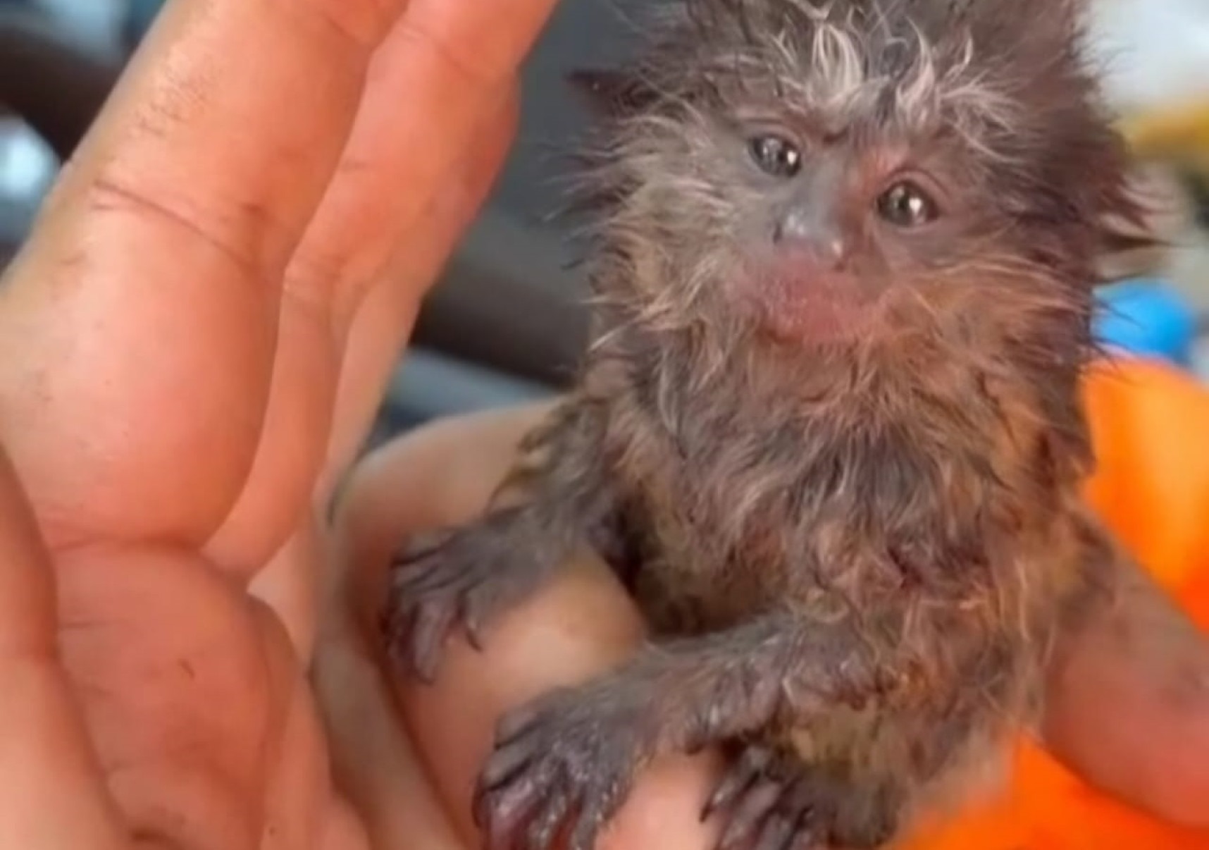 Vídeo mostra filhote de mico resgatado de queimada de parque de Uberlândia