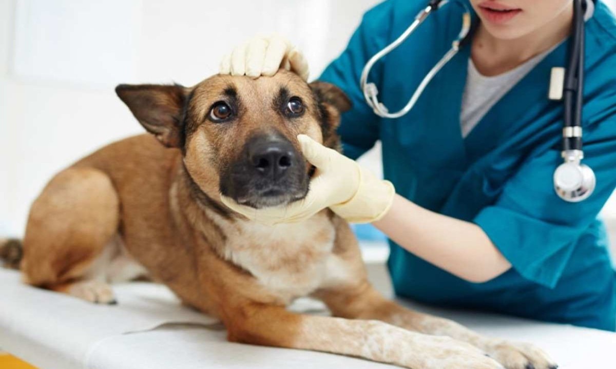 Para subsidiar o seu pedido, a tutora do cão anexou ao processo vídeos, fotos e documentos -  (crédito: Envato Elements/Imagem ilustrativa )