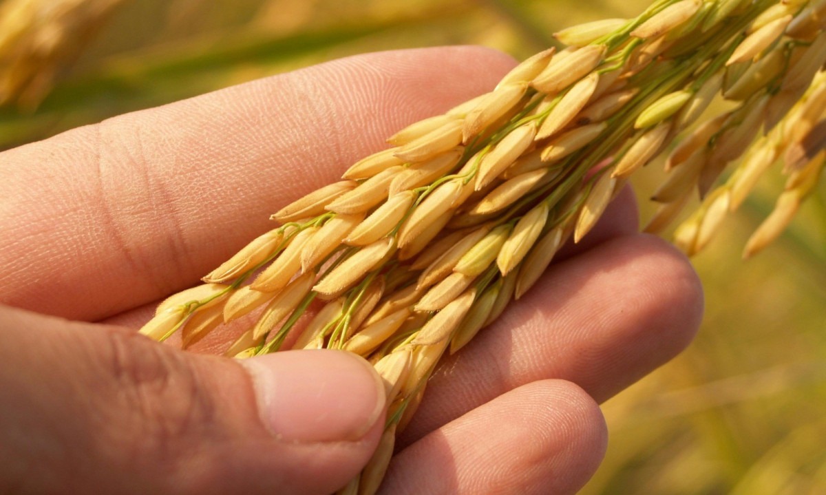 Garantir sucessão na agricultura familiar enfrenta desafios -  (crédito: DINO)