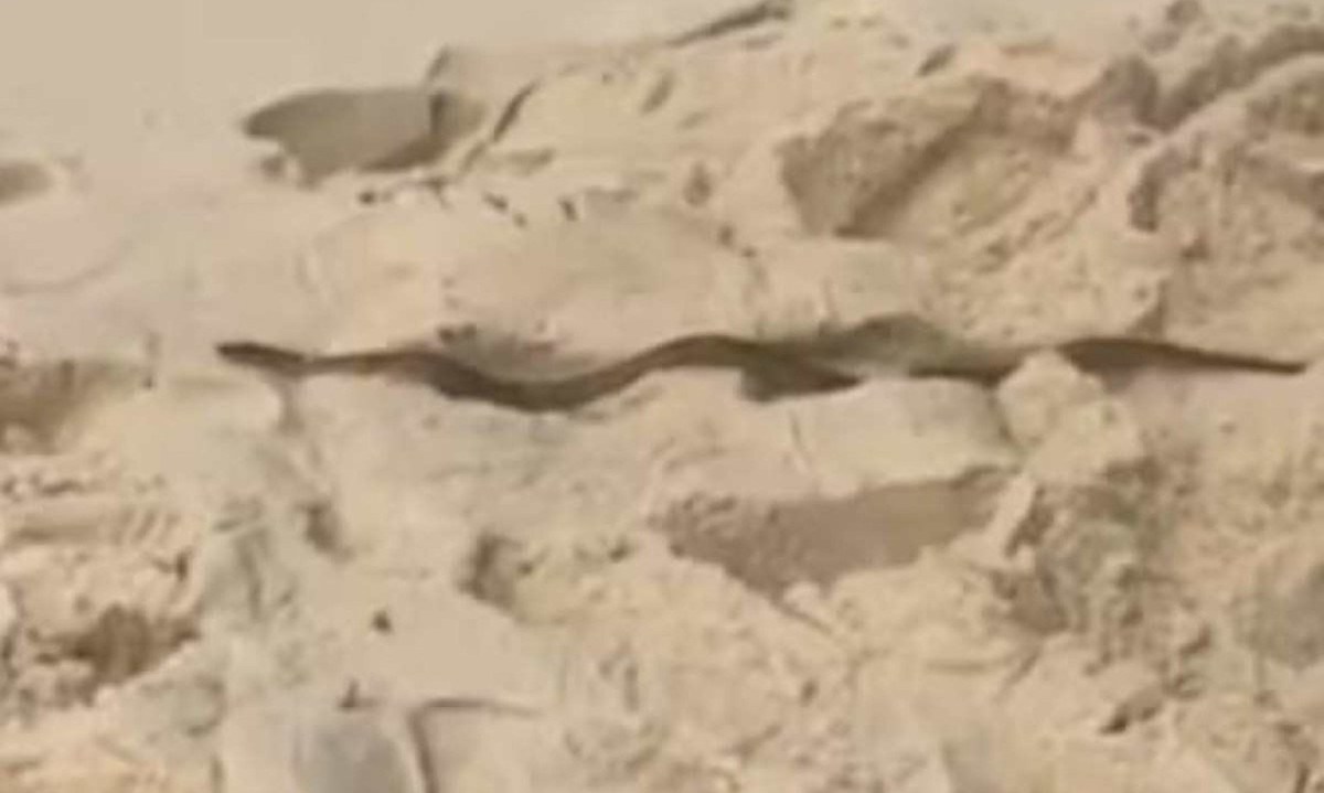 Serpente estava bem tranquila, ao sol da praia carioca -  (crédito: Reproduçao/Dailymotion)