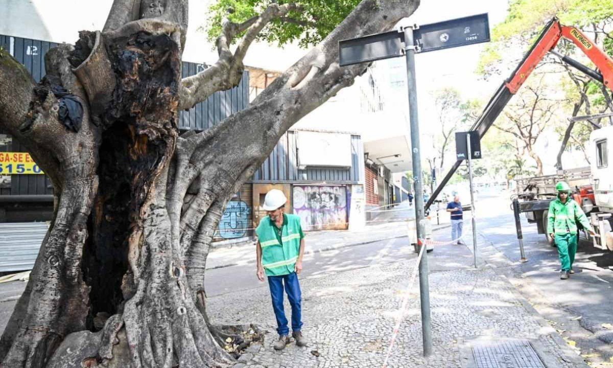 Árvore ameaça cair após incêndio em avenida no Centro de BH -  (crédito: Leandro CouriEM/DA Press)
