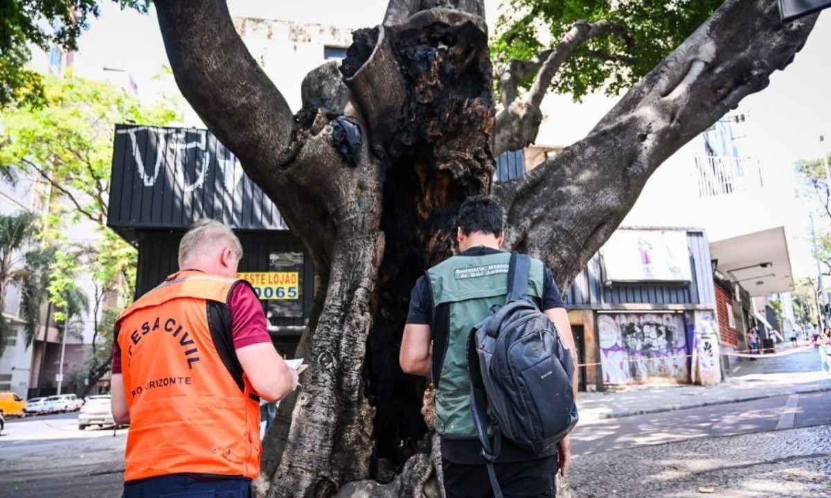 Ficus incendiado fica localizado na esquina da Av. João Pinheiro com Rua Goiás -  (crédito: Leandro Couri/EM/D.A Press)