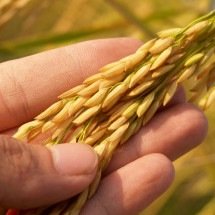 Garantir sucessão na agricultura familiar enfrenta desafios - DINO