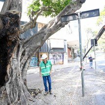Corte de árvore que queimou por 12h em BH deve terminar amanhã - Leandro CouriEM/DA Press