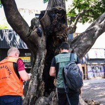 Corte de ficus incendiado no Centro de BH vai levar um mês - Leandro Couri/EM/D.A Press