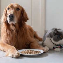 Alimentação segura e saudável mantém o bem-estar dos pets (Imagem: Chendongshan | Shutterstock)  -  (crédito: EdiCase)