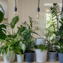 Onda de calor: saiba quais os riscos para as plantas e como cuidar delas - Unsplash