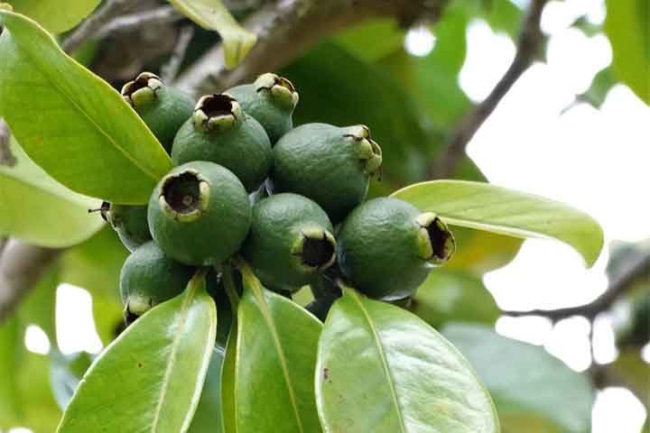 Nutritivas e cheirosas: frutas típicas da Mata Atlântica