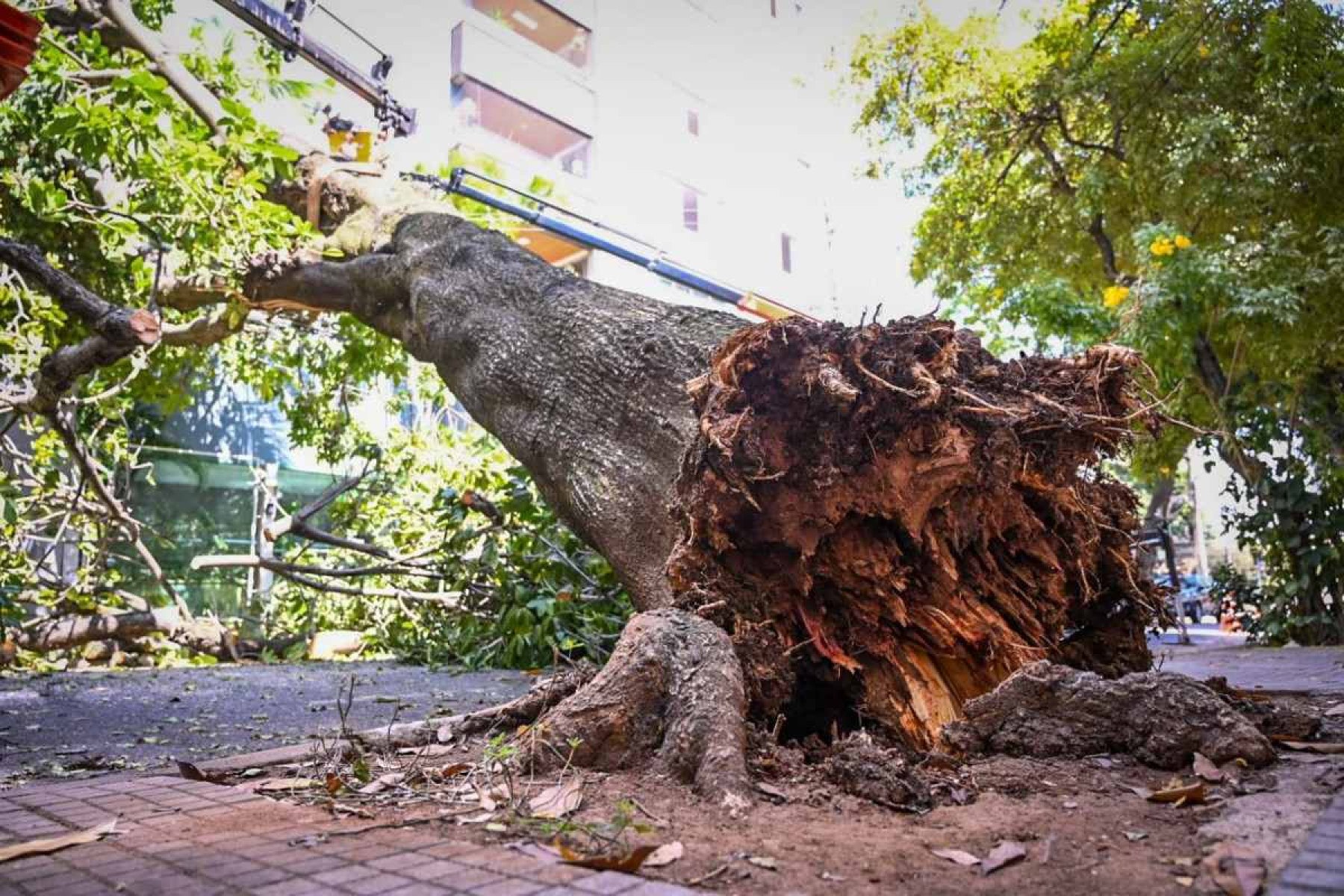 Árvore de grande porte cai em rua de BH e deixa moradores sem luz