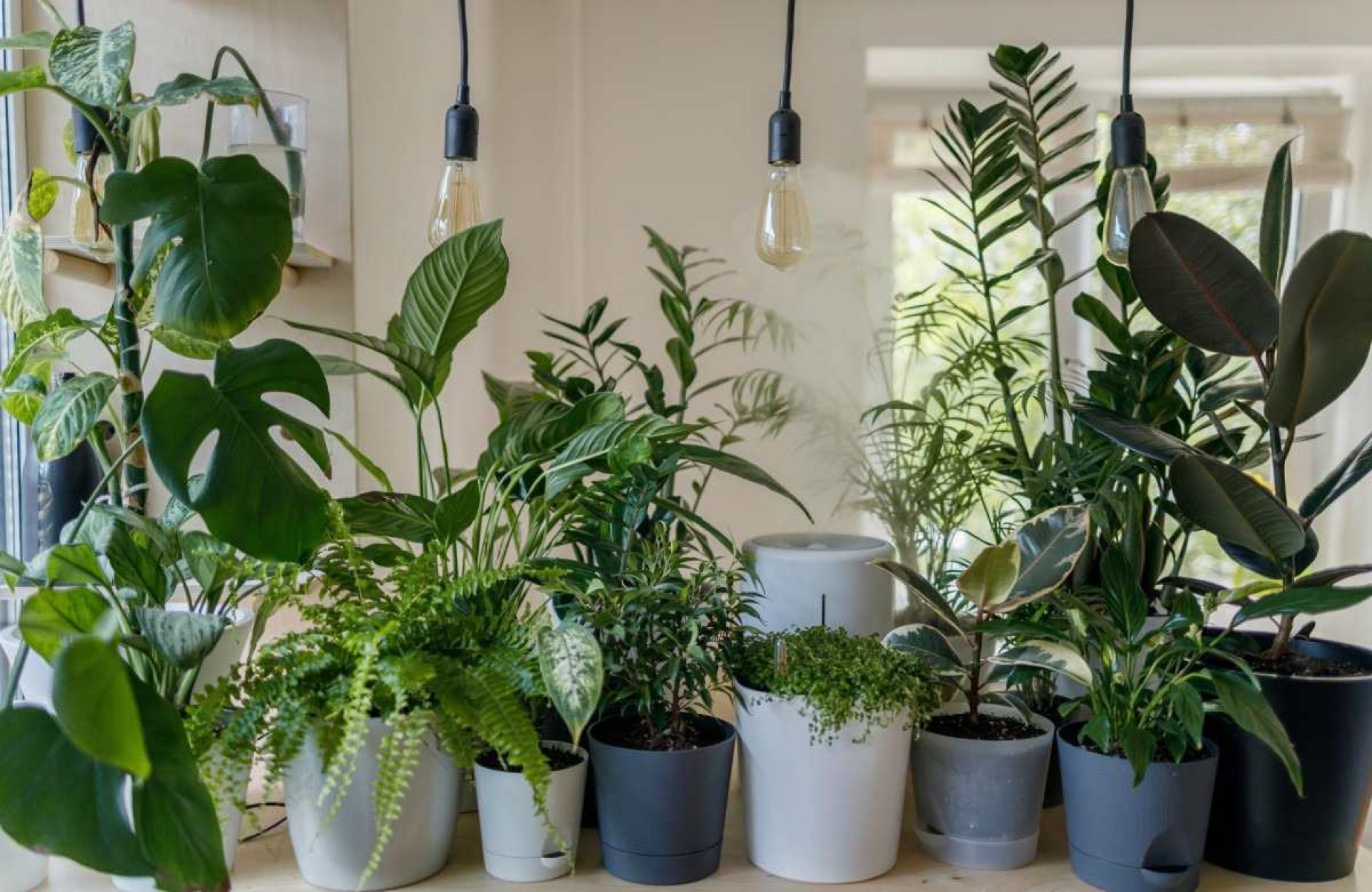 Onda de calor: saiba quais os riscos para as plantas e como cuidar