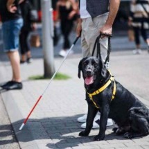 Cães terapeutas podem ajudar no tratamento de transtorno de ansiedade - Agência Câmara