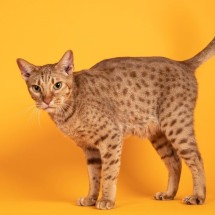 O gato ocicat tem uma personalidade extremamente amigável e sociável (Imagem: Nynke van Holten | Shutterstock) -  (crédito: EdiCase)