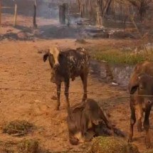 Incêndio mata 25 cabeças de gado no interior de MG; veja o vídeo - Reprodução/Redes Sociais