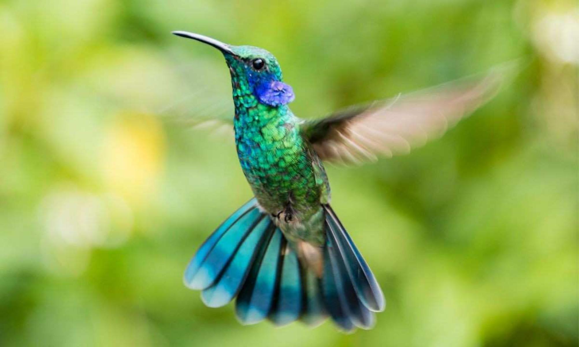 O beija-flor é uma das menores aves do mundo, conhecido por seu voo em alta velocidade e seu comportamento vibrante