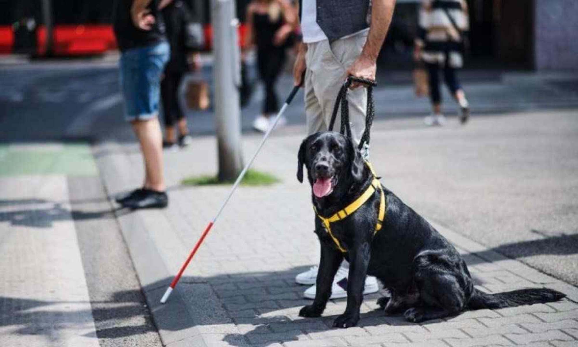 Cães terapeutas podem ajudar no tratamento de transtorno de ansiedade