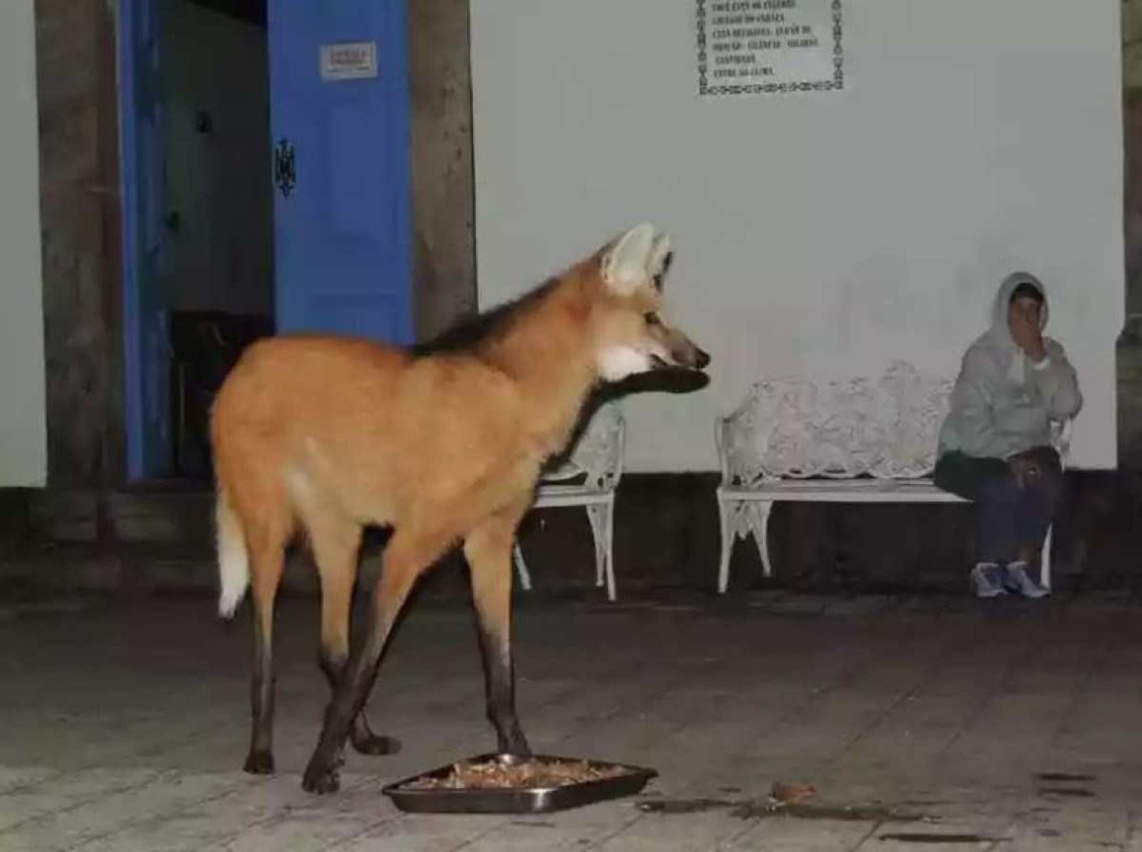 O lobo guará, encontra no Caraça uma área protegida e própria para sua sobrevivência