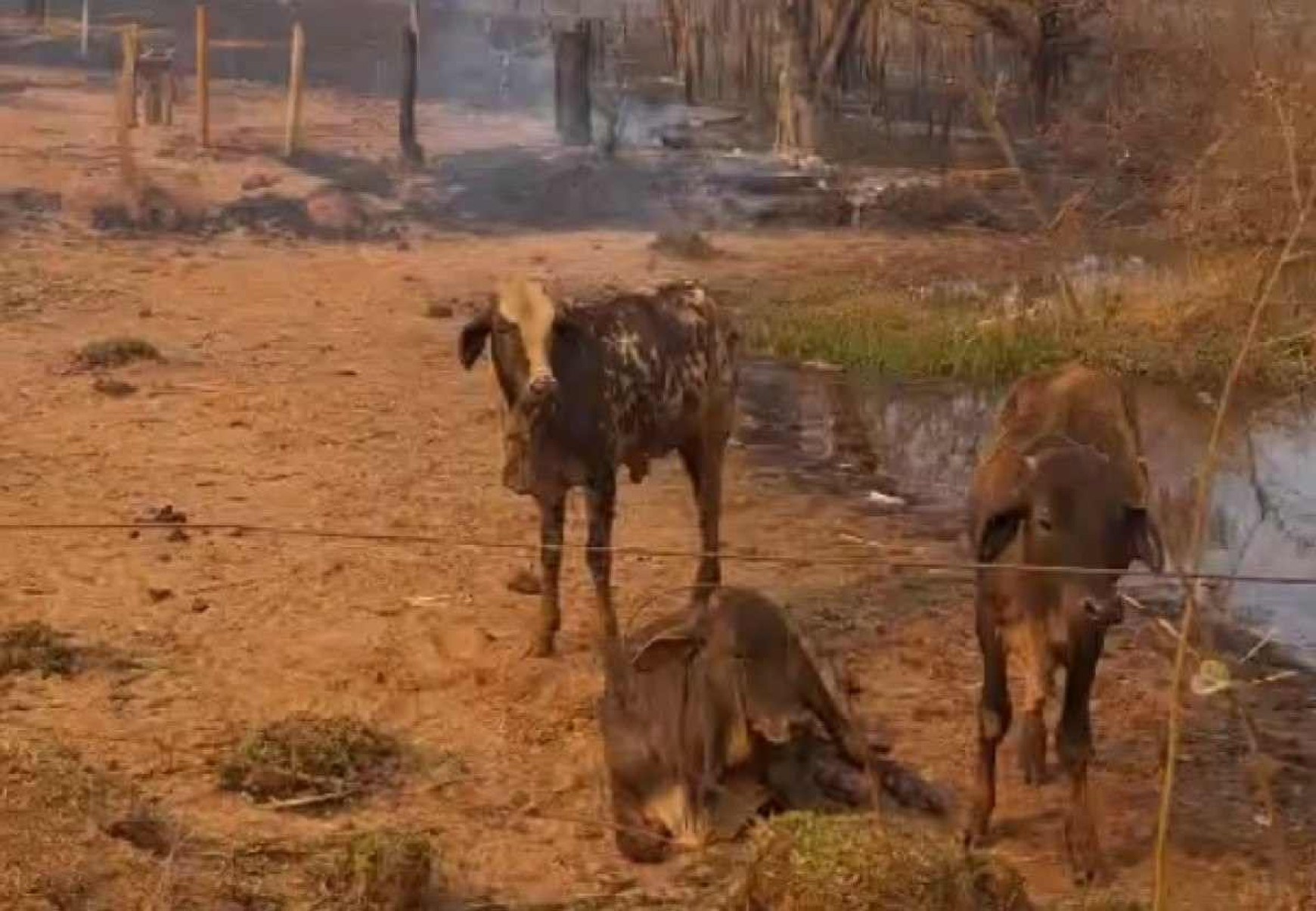 Incêndio em fazenda de Frutal, no Triângulo Mineiro, causou prejuízos de cerca de R$ 500 mil -  (crédito: Reprodução/Redes Sociais)