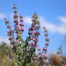 A erva poejo é uma planta medicinal multifuncional (Imagem: AGabriel_Photo | Shutterstock) -  (crédito: EdiCase)