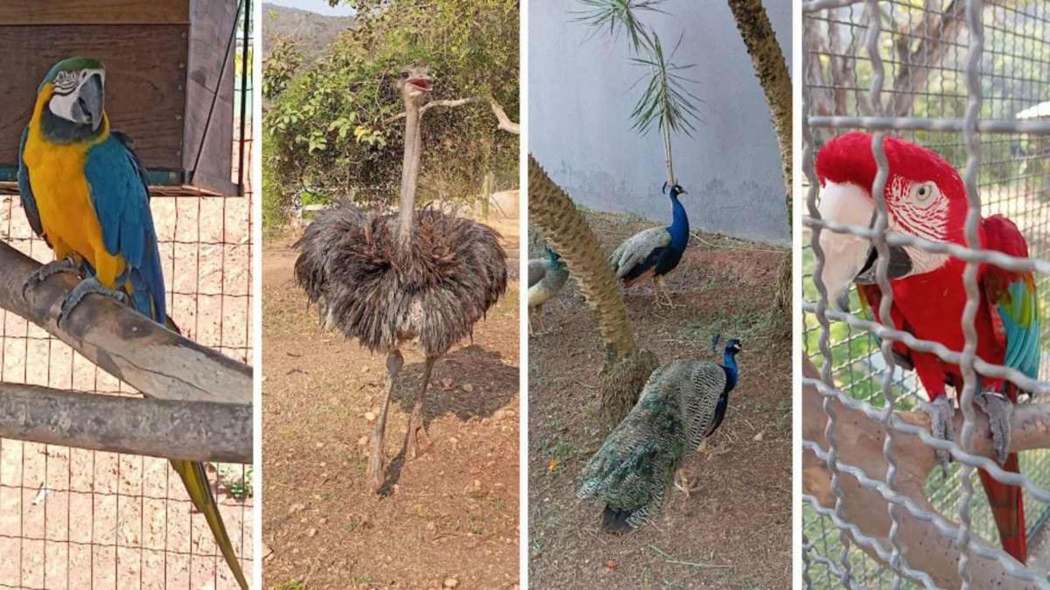 Terra Verdes abriga Araras, pavão indiano e avestruz 